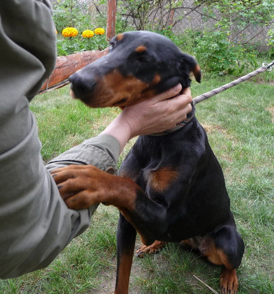 Dobermannhündin Bella