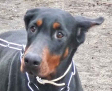 Dobermannhündin Lori