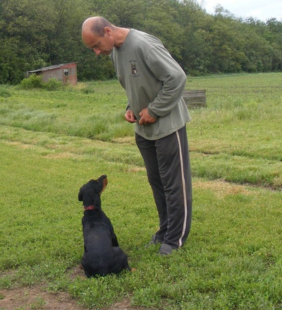 Dobermannhündin Lima