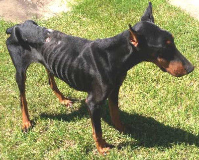 Dobermann-Hündin Audrey