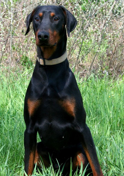 Dobermannrüde OSKAR