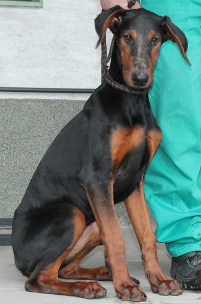 Dobermannmischlingshündin SALSA