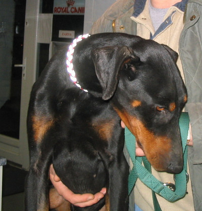 Dobermannrüde Tristan