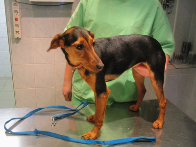 Pinscher-Mix-Hündin Nokedli