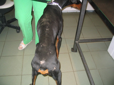 Dobermannrüde Tristan