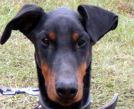 Dobermannhündin Linda