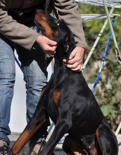 Dobermannhündin Livia