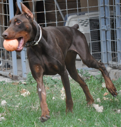 Dobermannrüde Aris