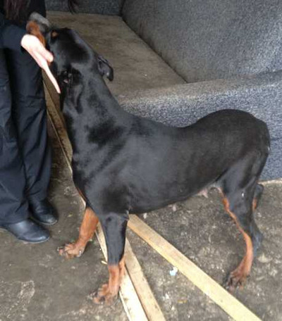 Dobermannhündin Ronja