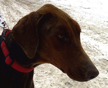 Dobermannhündin Melina