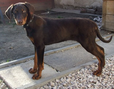 Dobermannrüde Marco