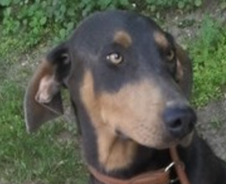 Dobermannrüde Kevin