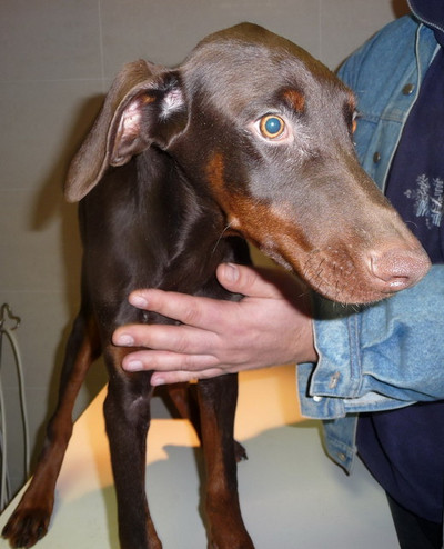 Dobermannrüde Ravi