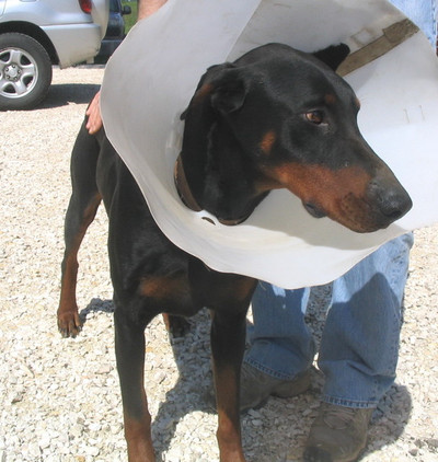 Dobermannrüde Zeus