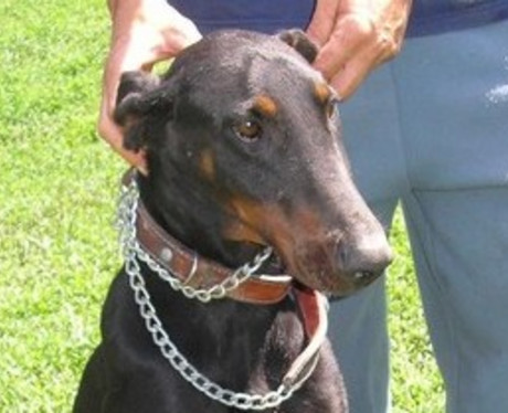 Dobermannrüde Higgins