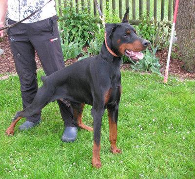 Dobermannrüde Connor