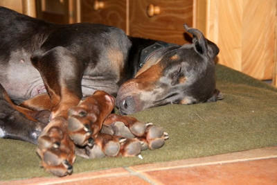 Dobermannhündin Lotti