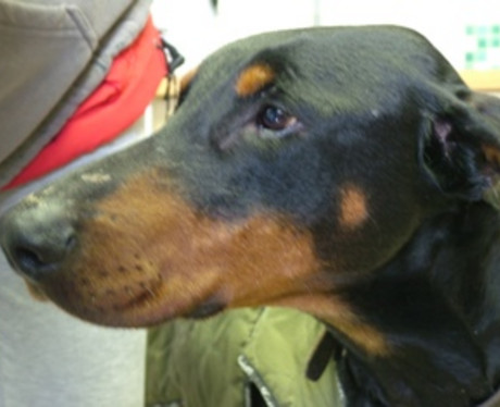 [Translate to Ungarisch:] Dobermannrüde Moritz