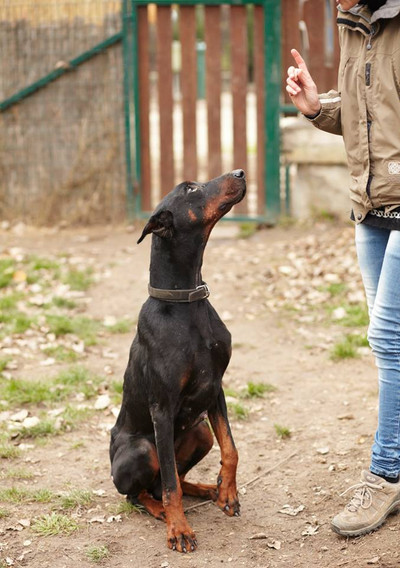 Dobermannrüde JIM