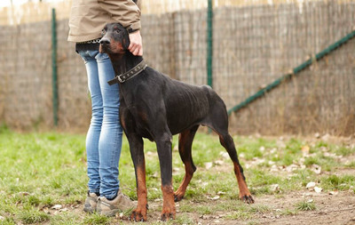 Dobermannrüde JIM