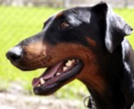 Dobermannhündin Jenny