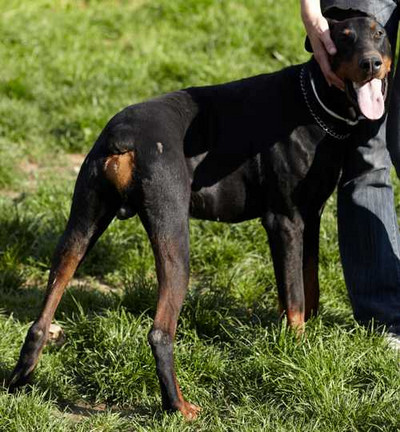 Dobermann-Rüde Sid
