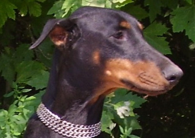 Dobermannhündin Montana