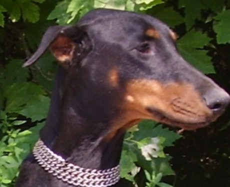 Dobermannhündin Montana