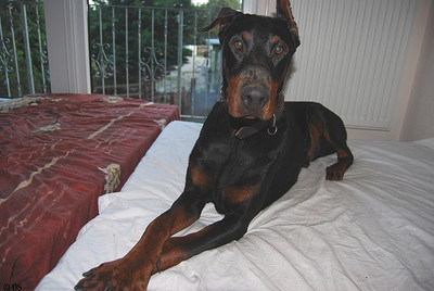 Dobermannrüde Zeus