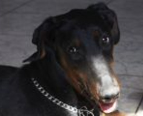 Dobermannhündin Annie