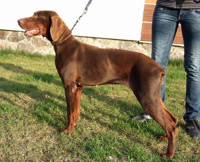 Dobermannhündin Fanny