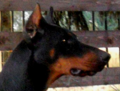 Dobermannrüde Magnum