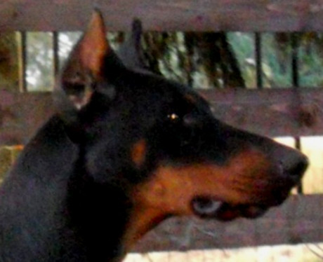 Dobermannrüde Magnum