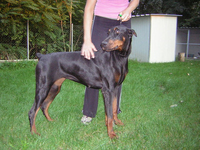 Dobermannhündin Myra