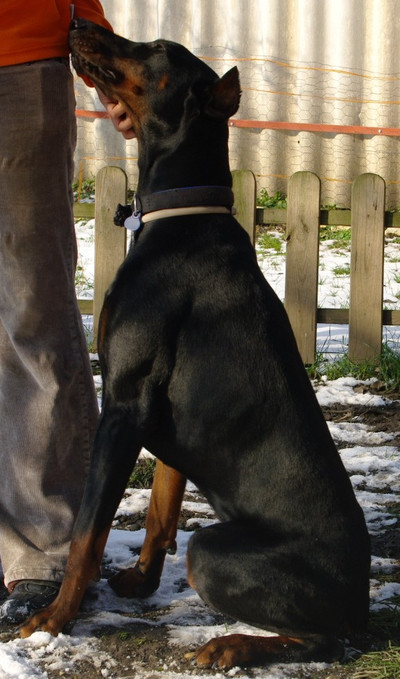 Dobermannrüde Bertie