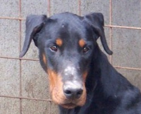 Dobermannrüde Uncas