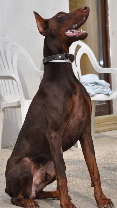 Dobermannrüde Aris