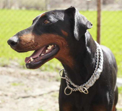 Dobermannhündin Jenny