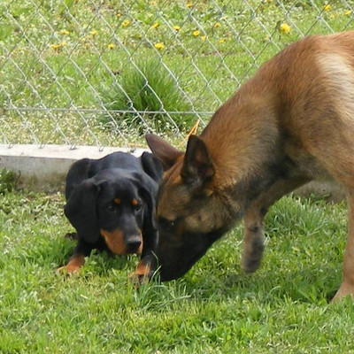 Dobermannhündin Lima