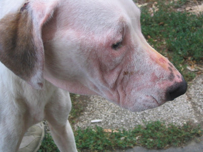 Dogo-Argentino-Hündin Paloma