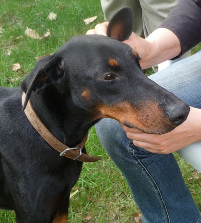 Dobermannhündin Bonnie