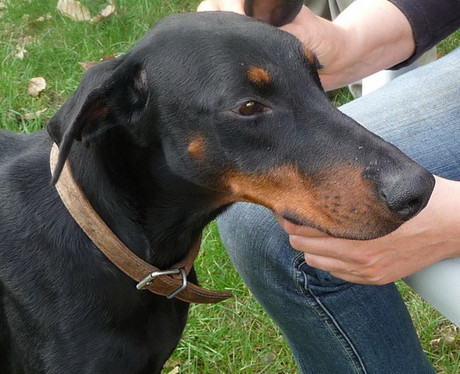 Dobermannhündin Bonnie