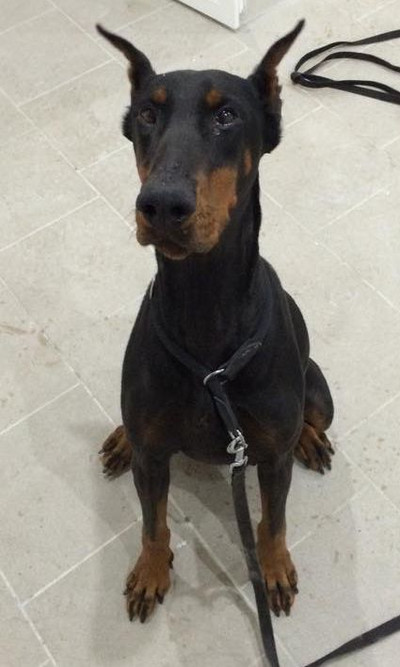 Dobermannhündin GINGER