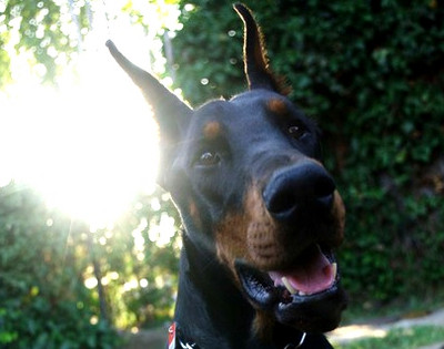 Dobermannrüde Excel