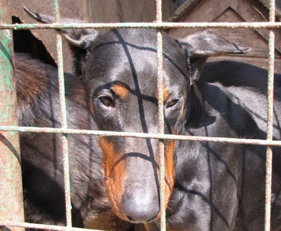 Dobermannhündin Fortuna