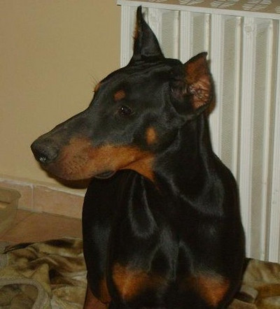 Dobermannrüde Magnum