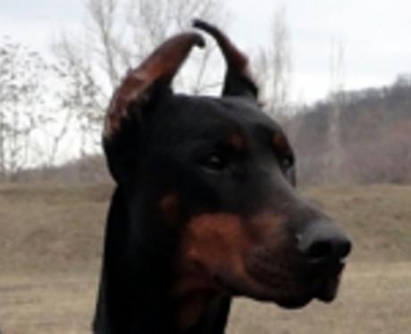 Dobermannhündin Jodie