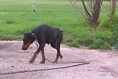 Dobermann-Hündin Loony