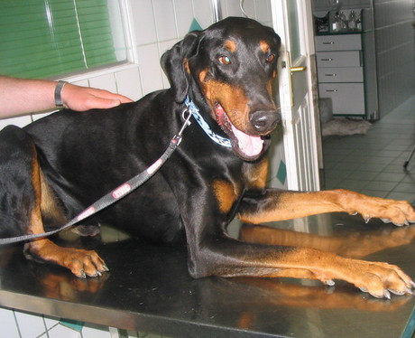 Dobermannrüde Petit