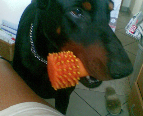 Dobermannrüde Pascal